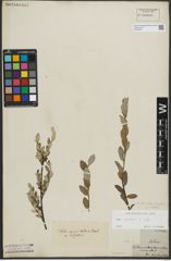 Foto von Salix repens subsp. repens L.